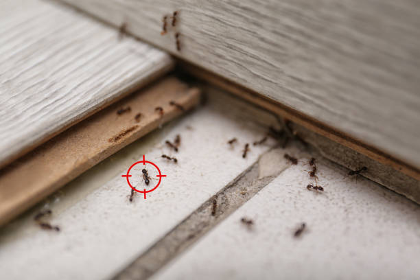 Best Wasp Removal Services  in Hanahan, SC