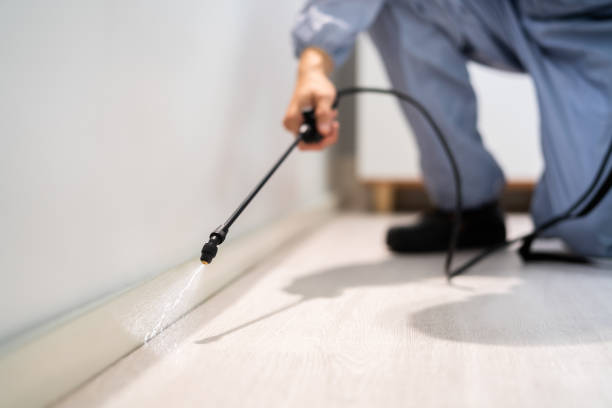 Best Flea Control Services  in Hanahan, SC