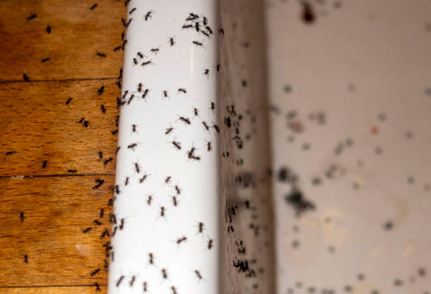 Best Pest Control Near Me in Hanahan, SC