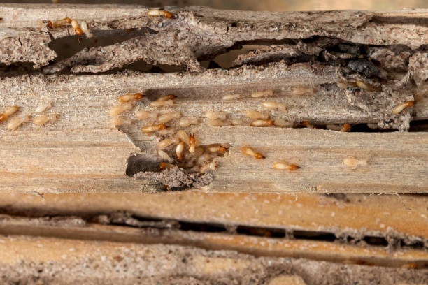 Best Rat Extermination Near Me  in Hanahan, SC
